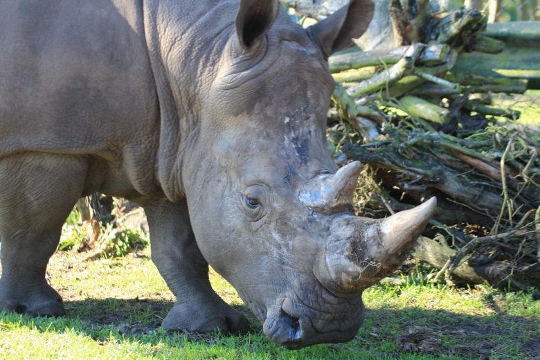 Northern white rhino extinction