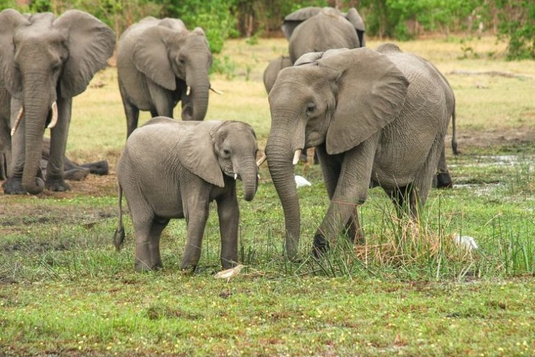 Why Are Elephants Important to the African Ecosystem?