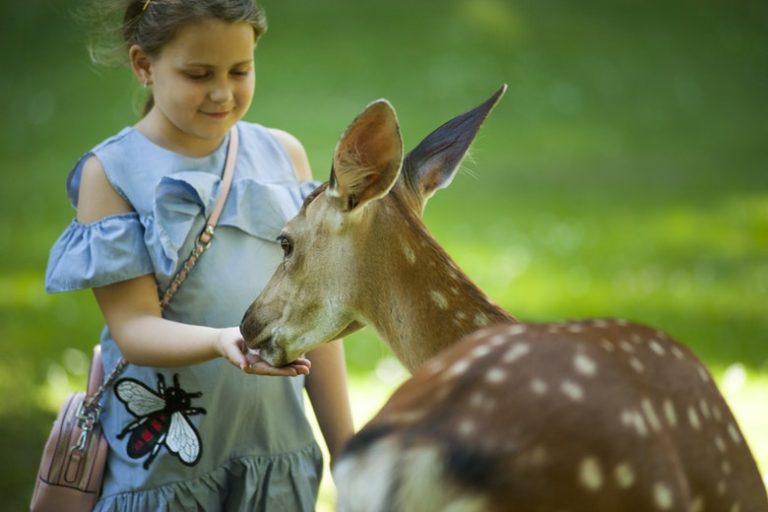 Wildlife Conservation For Kids | Conservation Folks