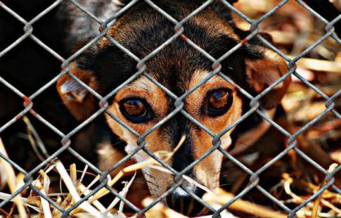 adopt a shelter dog month