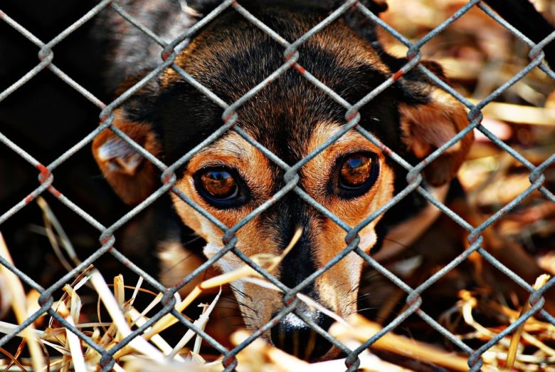 adopt a shelter dog month