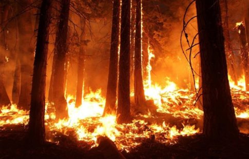 california fires animals