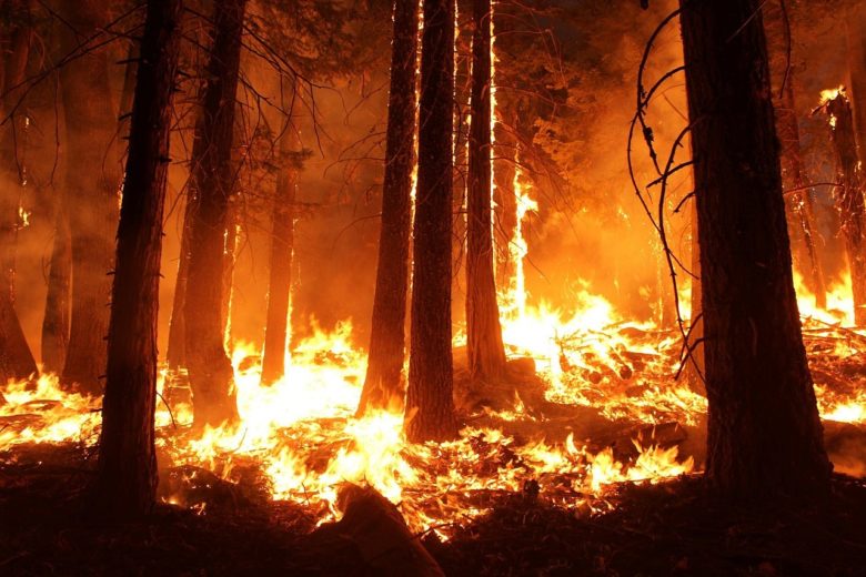 california fires animals