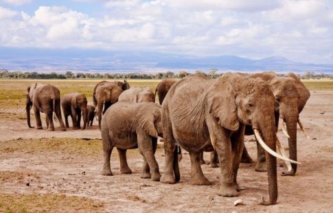ivory trade ban