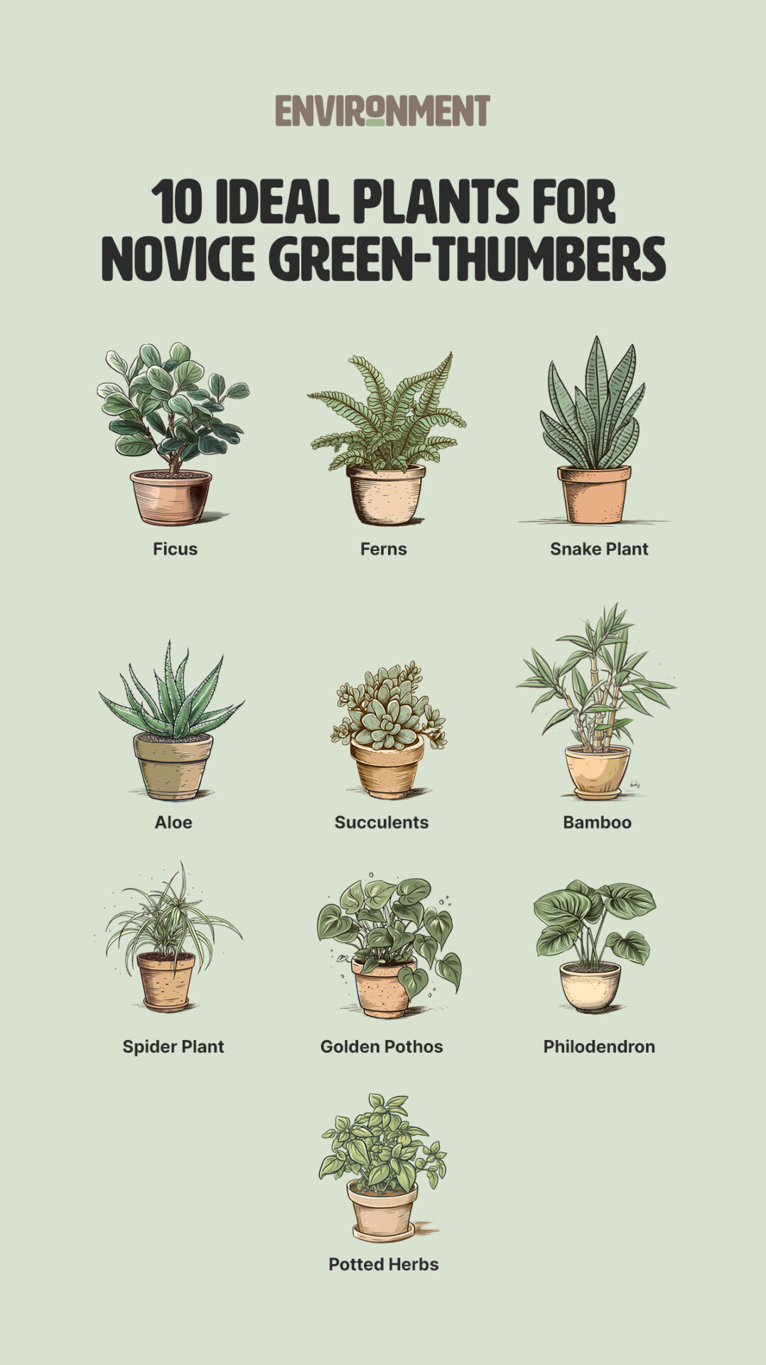 Best Beginner Plants