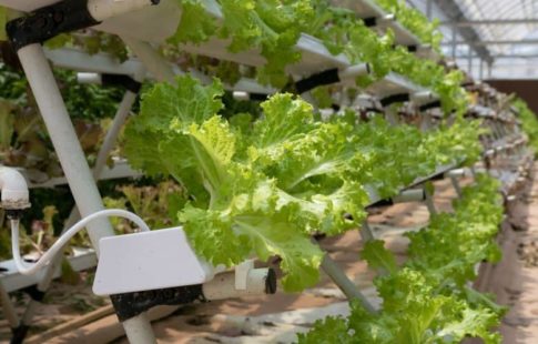 hydroponics vs. traditional farming