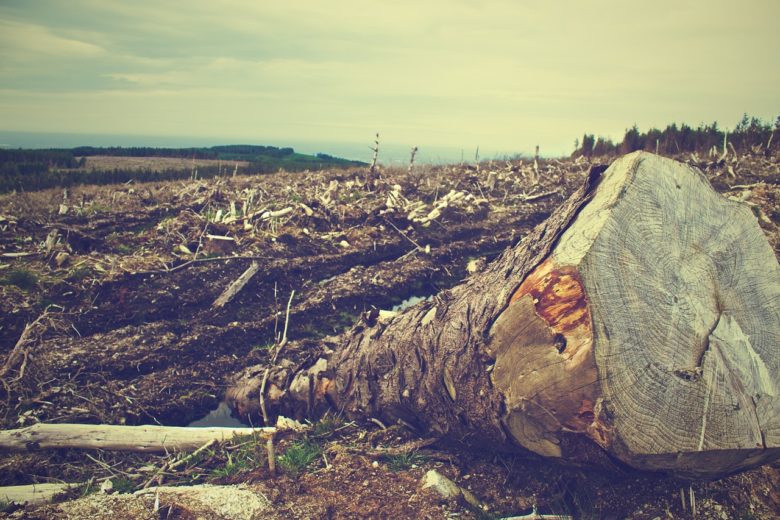 wildlife habitat destruction