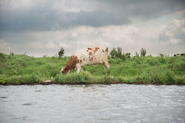 what is agricultural runoff