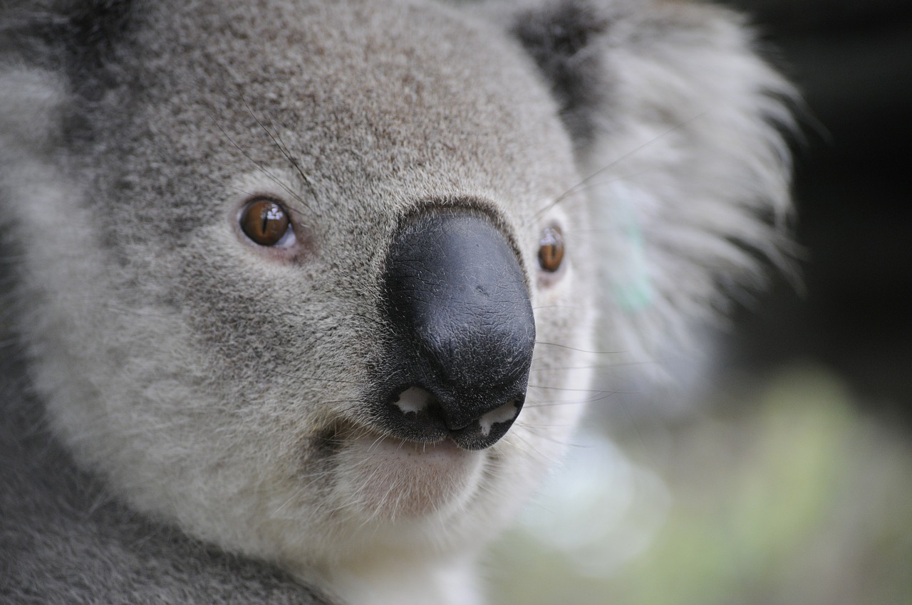 australia_1585342975 australian bushfire wildlife extinction
