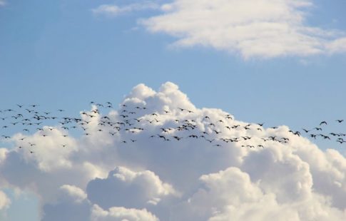climate change affect bird migration