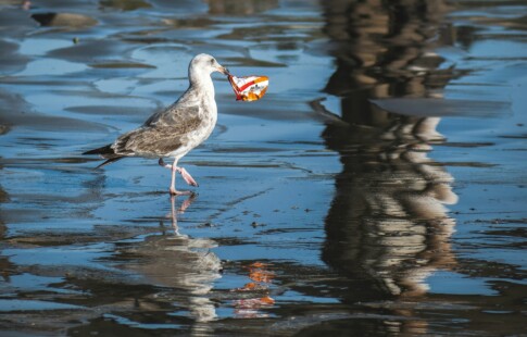 seagull walking in water with Cheetos bag in its mouth