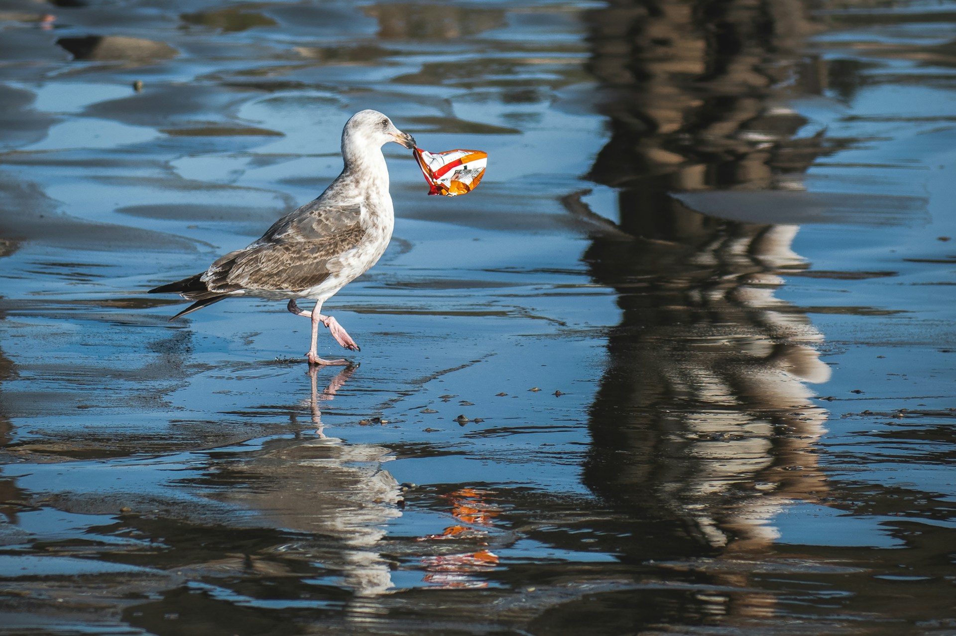 seagull walking in water with Cheetos bag in its mouth