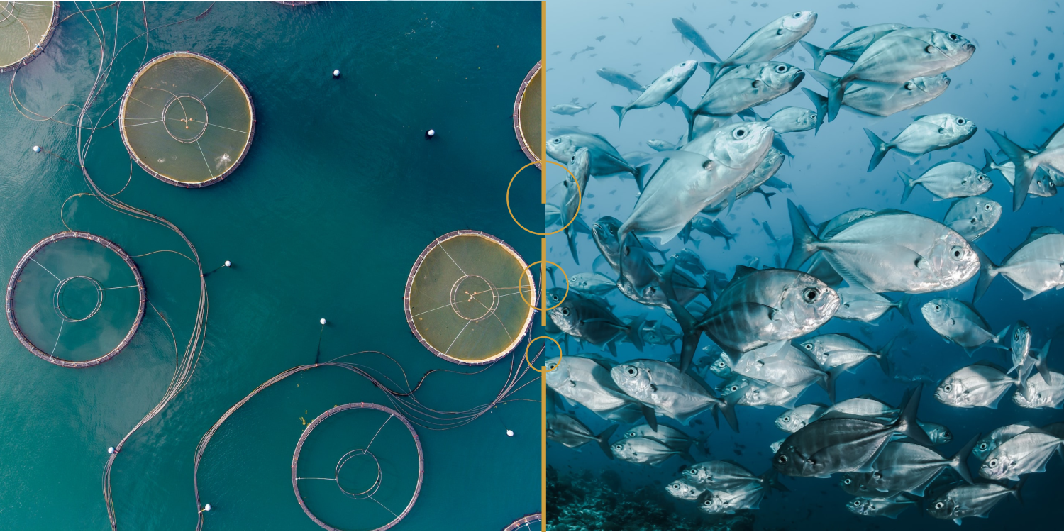 Durable Aquaculture Nets for Fish Farming and Other Fisheries