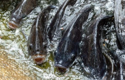 farm raised fish vs wild caught