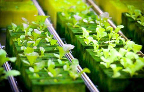 pros and cons of hydroponics