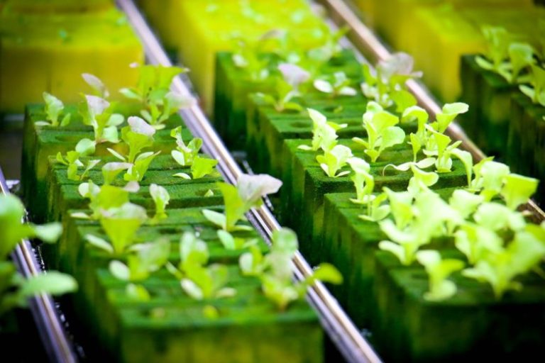 What Are the Pros and Cons of Hydroponics? Environment Co