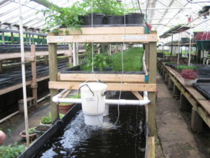 top pros and cons of aquaponics - environment co