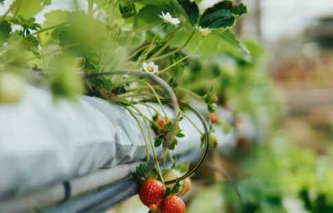 aquaponic strawberries