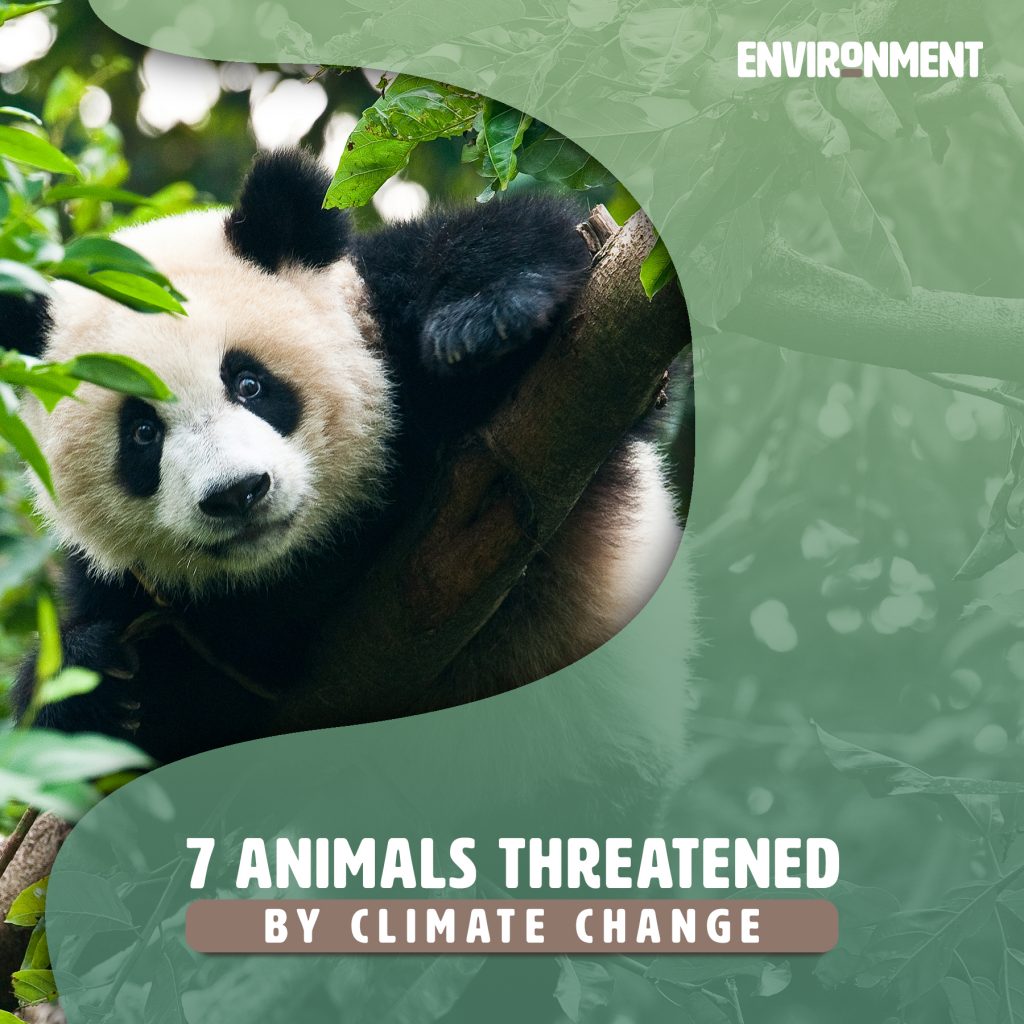 7 Animals Threatened by Climate Change - Environment Co