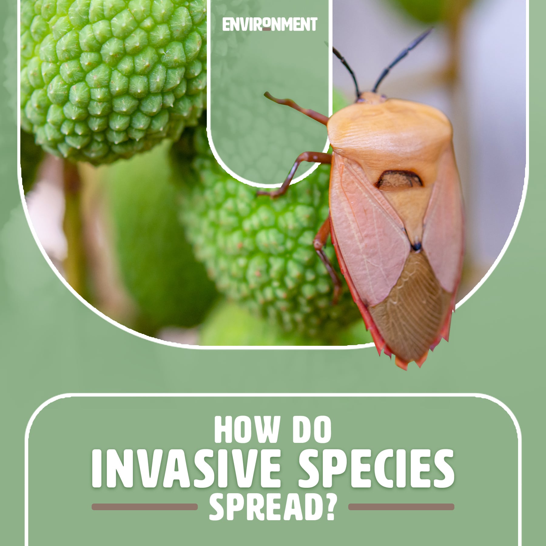 How Do Invasive Species Spread? - Environment Co