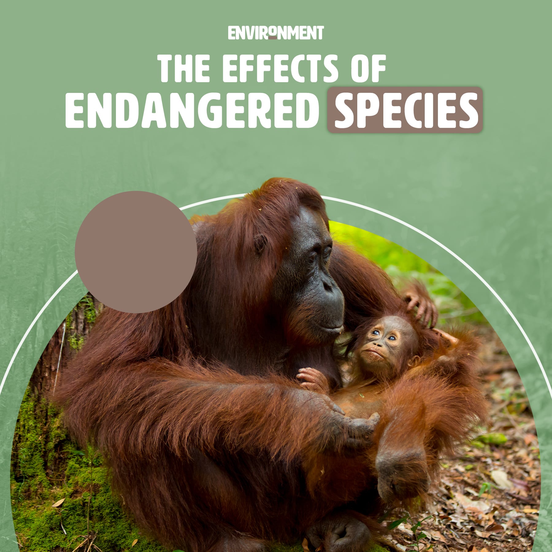 The Effects of Endangered Species in 2024 - Environment Co