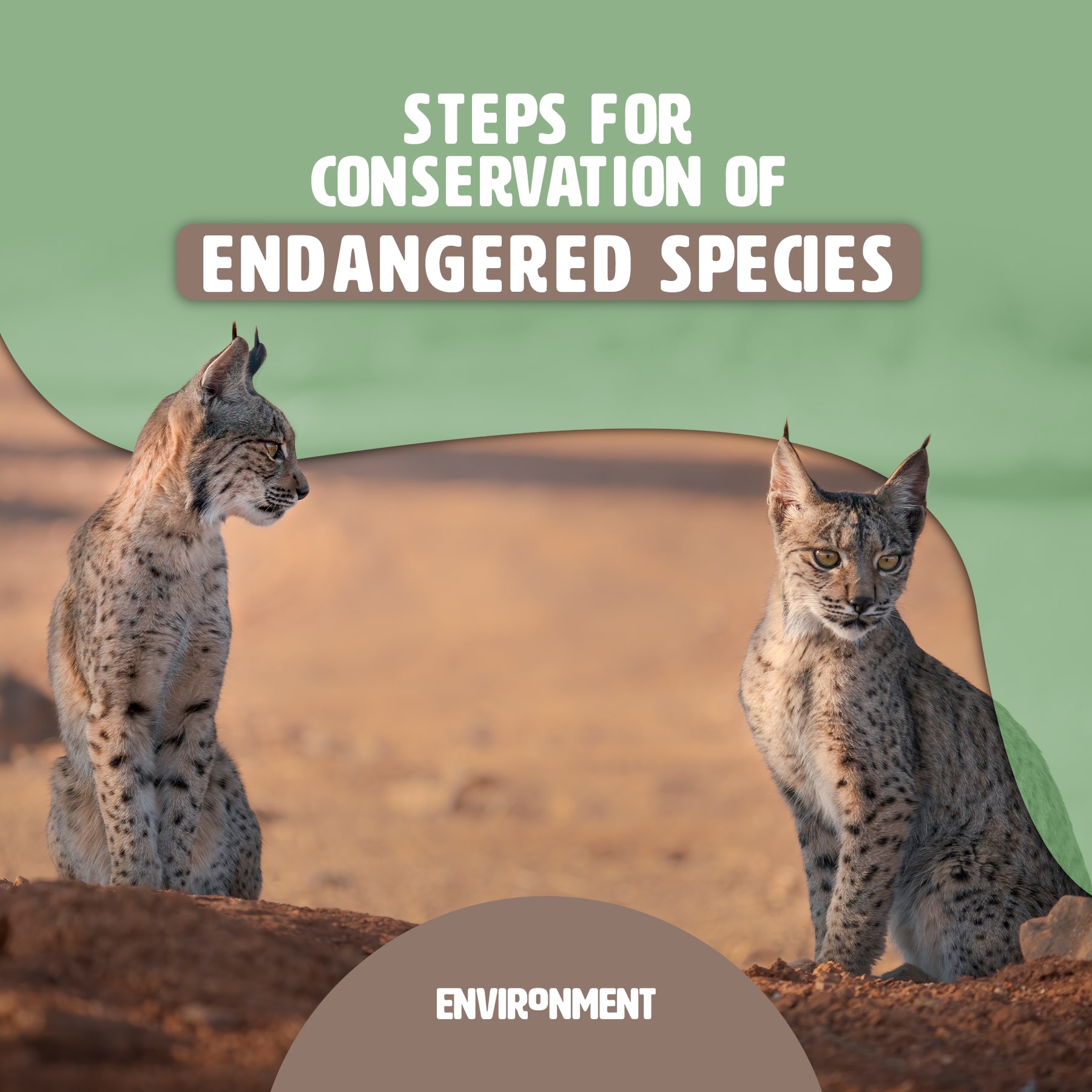 conservation of endangered species essay