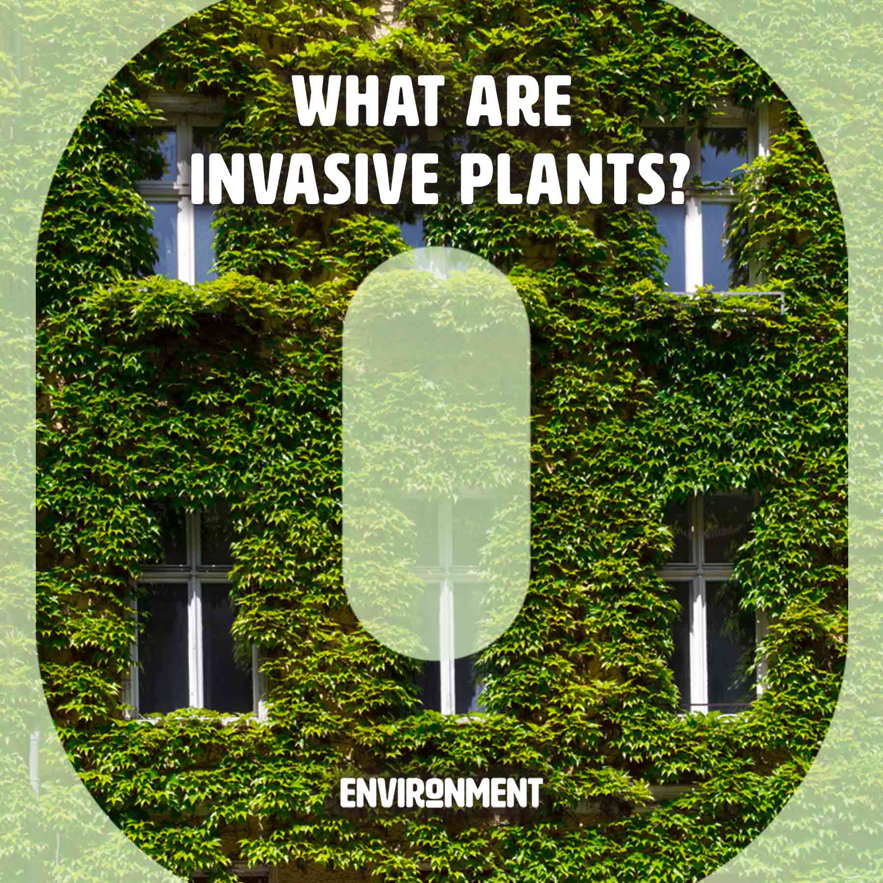 What Are Invasive Plants? Environment Co
