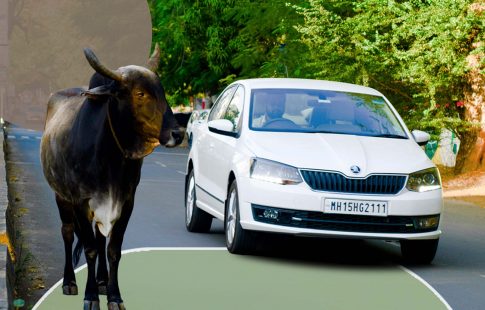Cow-Methane-vs.-Car-Emissions