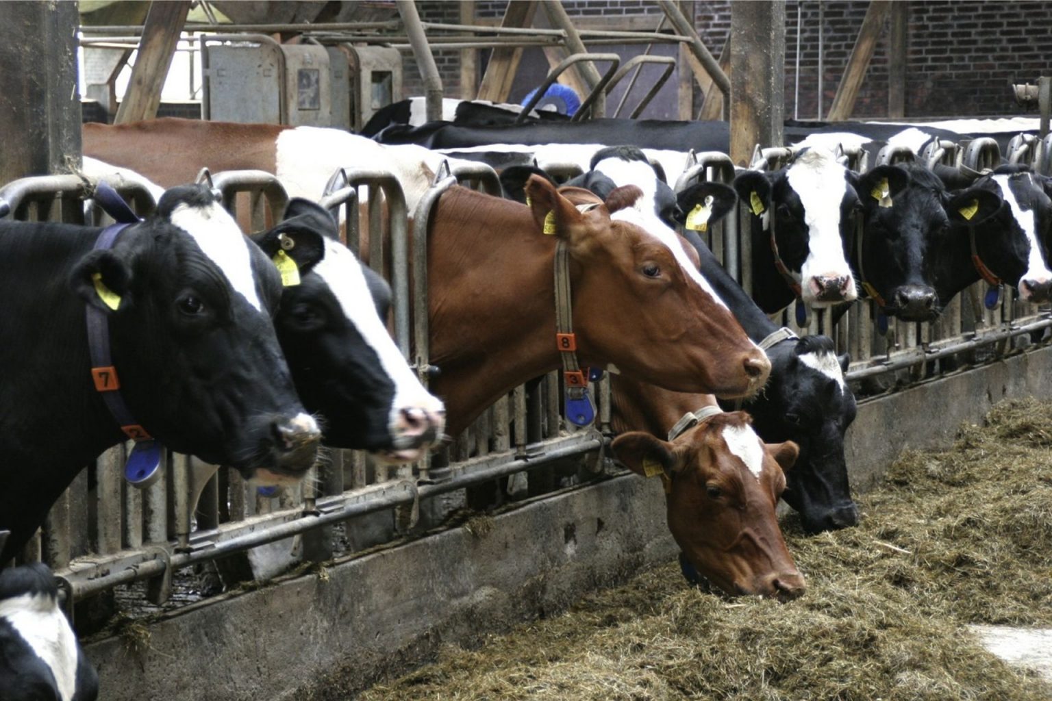 how-does-animal-agriculture-affect-the-environment-environment-co