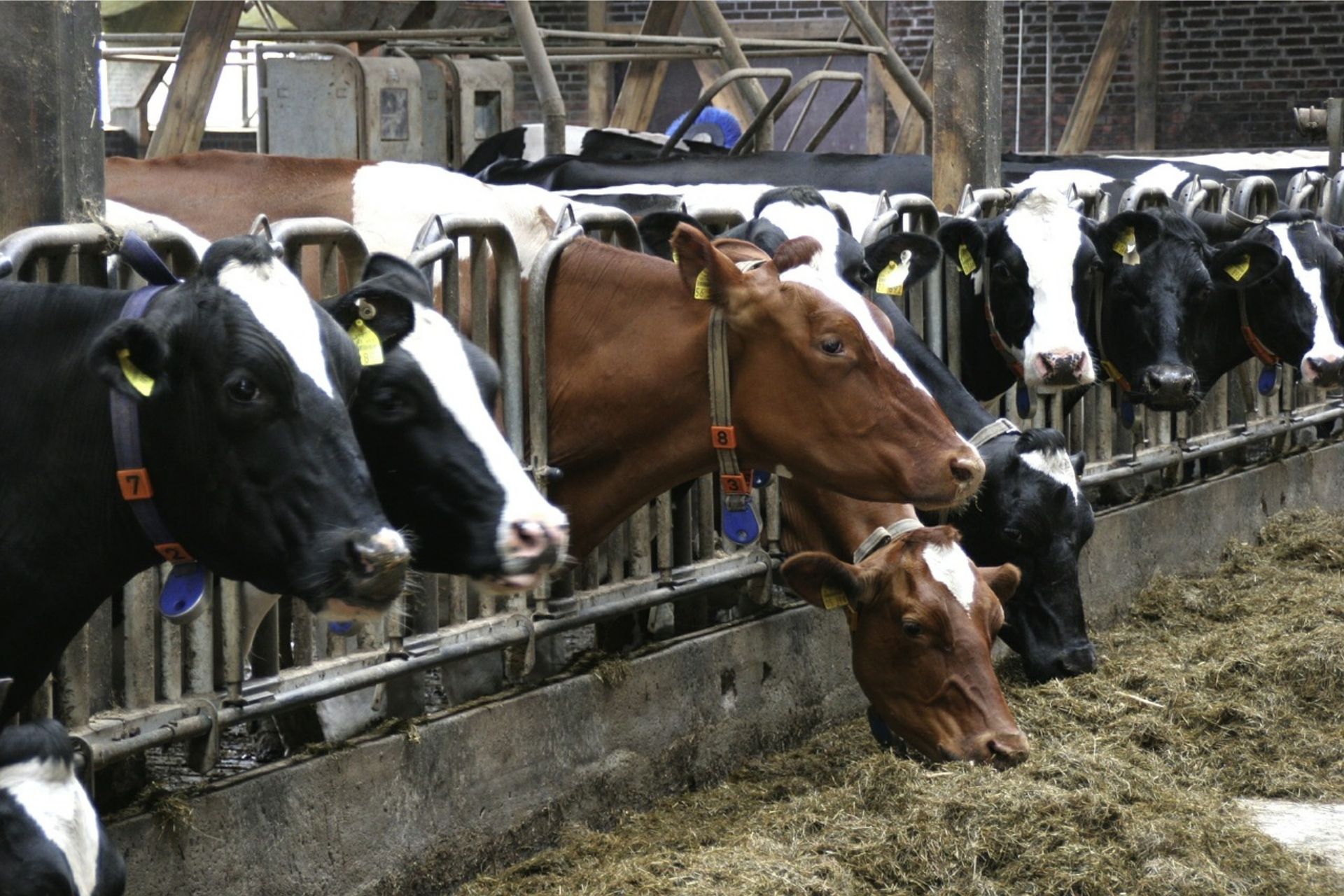 How Does Cow Farming Affect The Environment