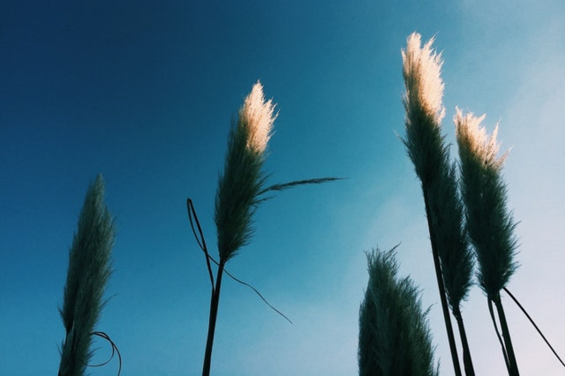 how-climate-change-affects-plants how-climate-change-affects-plants