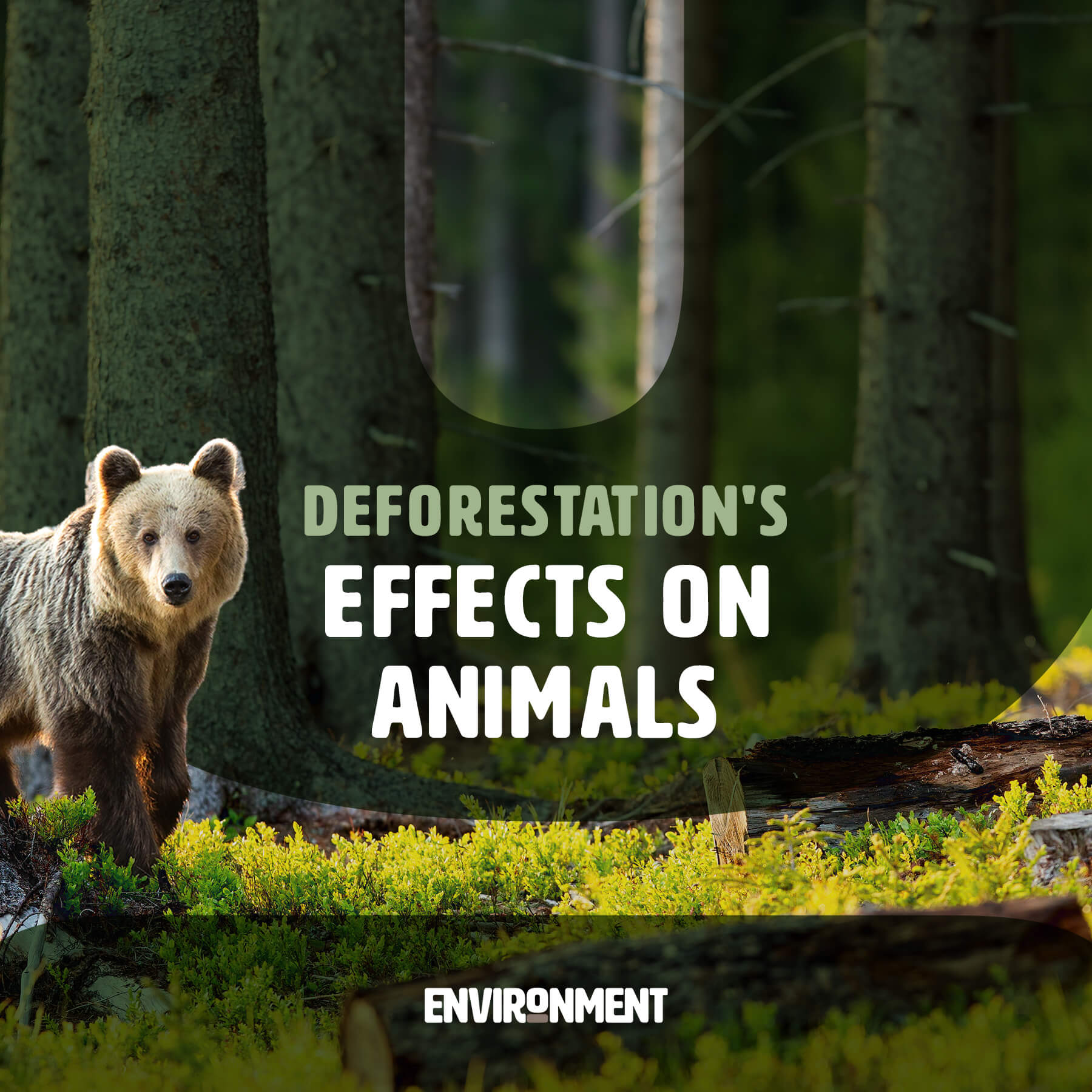 Deforestation's Effects on Animals - Environment Co