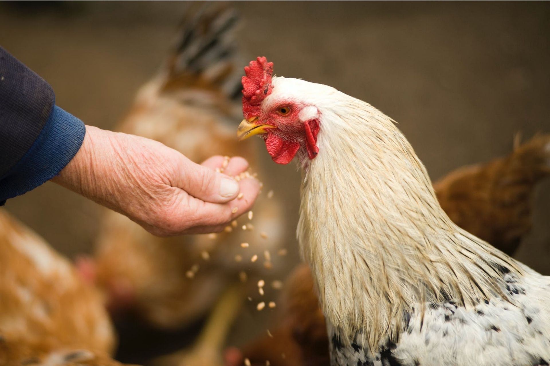 How-Can-A-Vegetarian-Diet-Impact-The-Environment How-Can-A-Vegetarian-Diet-Impact-The-Environment