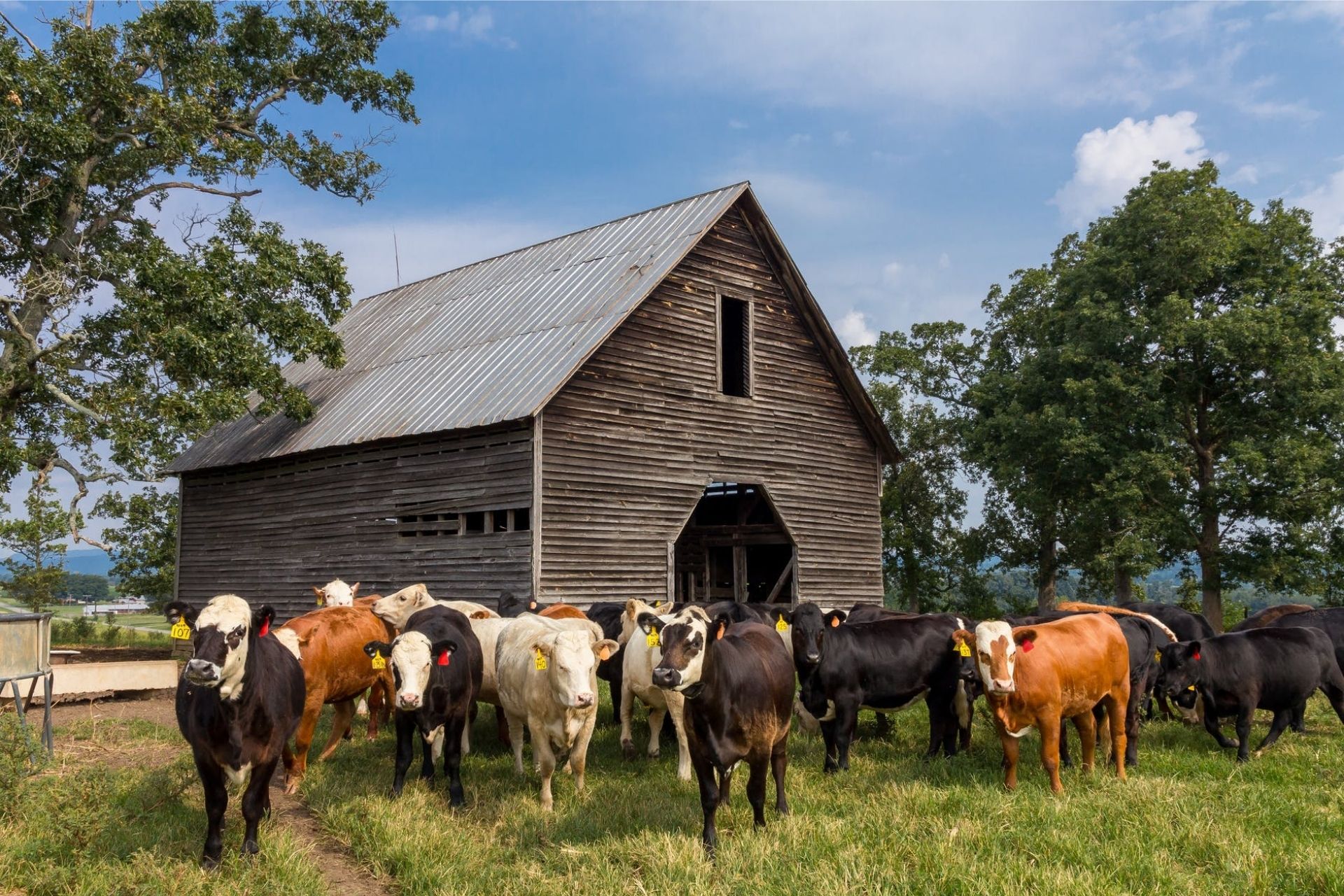 How-Do-Climate-Change-and-Livestock-Affect- Each-Other How-Do-Climate-Change-and-Livestock-Affect- Each-Other
