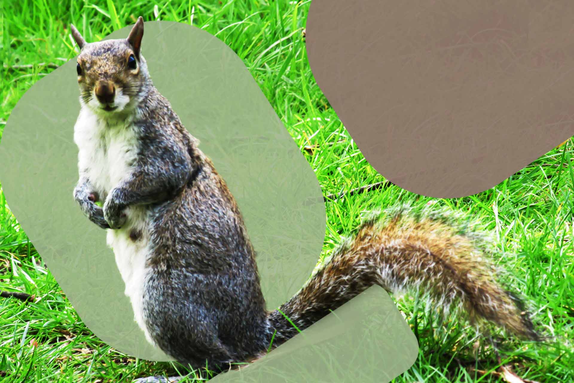 squirrel invasive species impacting biodiversity