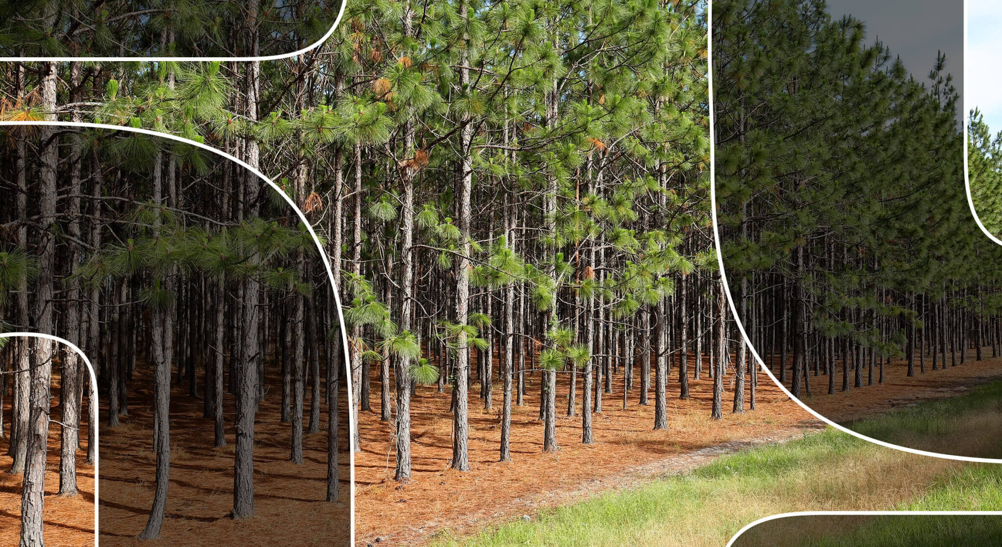 10 Endangered Trees You Should Know About Environment Co