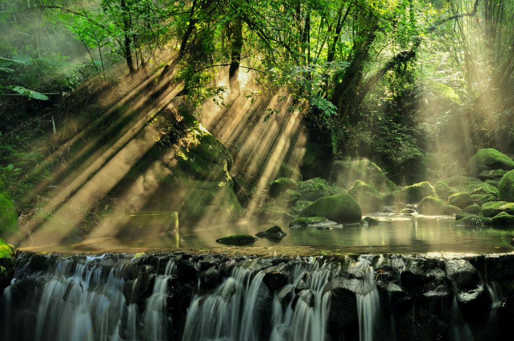 3 Ways a Tropic Cascade Can Impact Ecosystems Biology Diagrams