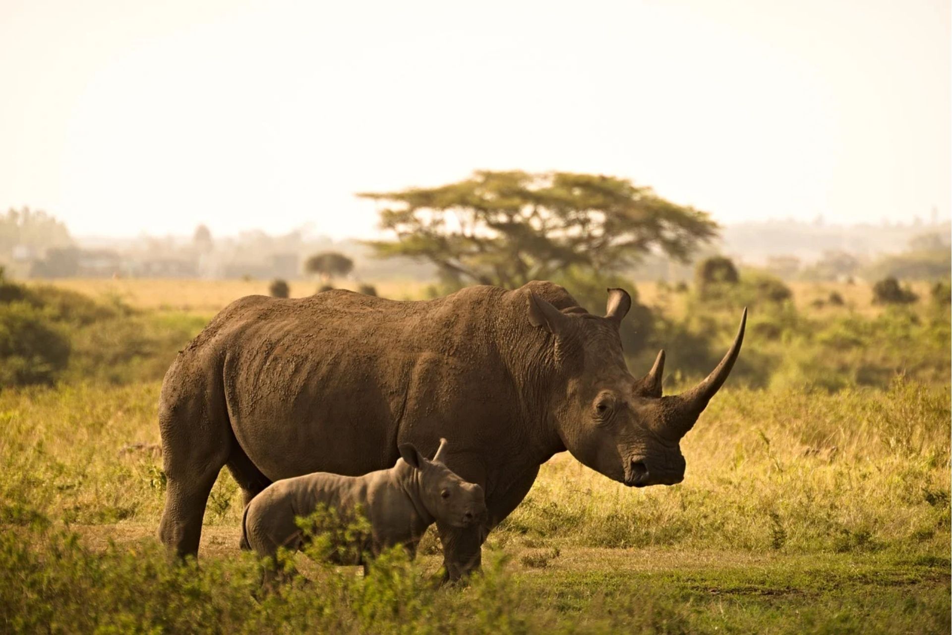 rhino endangerment