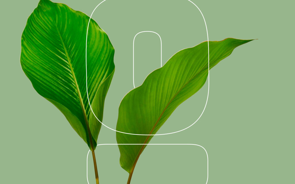 How Do Plants Help the Environment? Environment Co