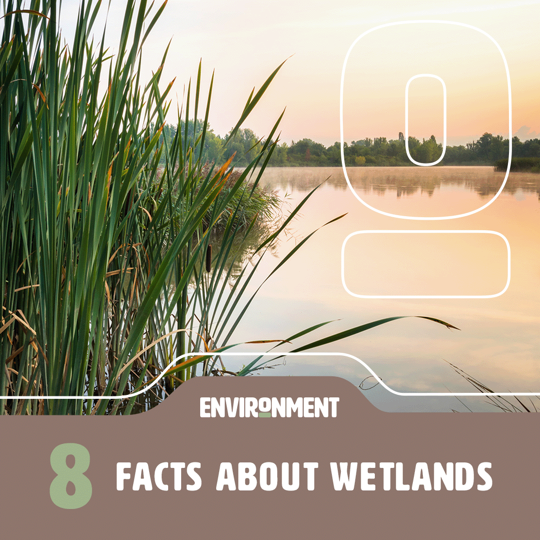 research topics related to wetlands