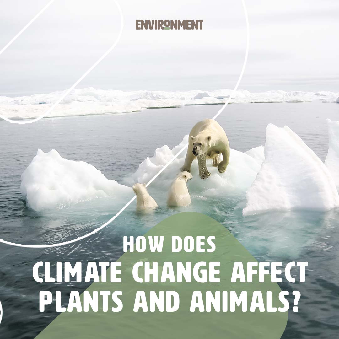 Effects Of Global Warming On Animals And Plants