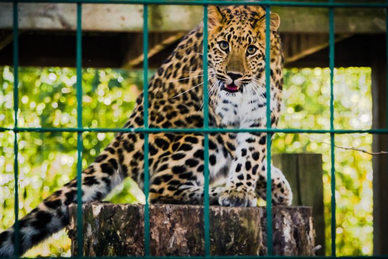 What Are the Pros and Cons of Zoos for Wildlife Conservation