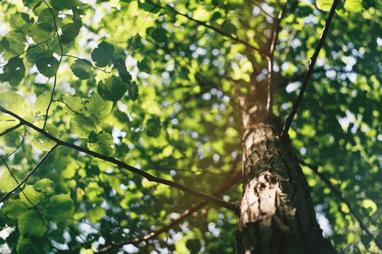 What’s the Difference Between Deciduous and Coniferous Trees ...