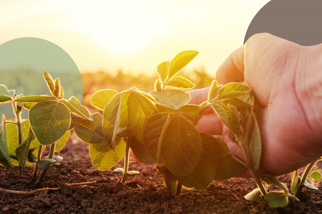 Benefits of Agricultural Biodiversity (And What You Can Do to Increase