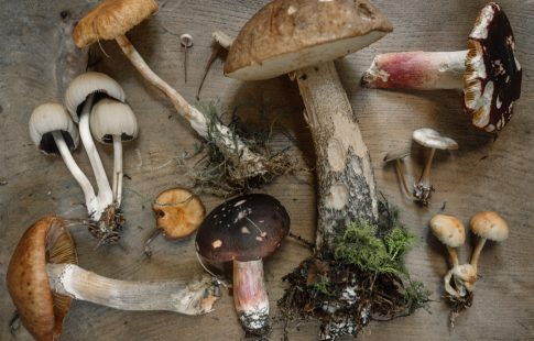 basics of mushroom foraging