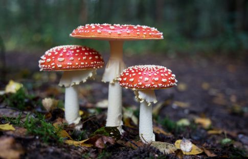 difference between edible and poisonous mushrooms