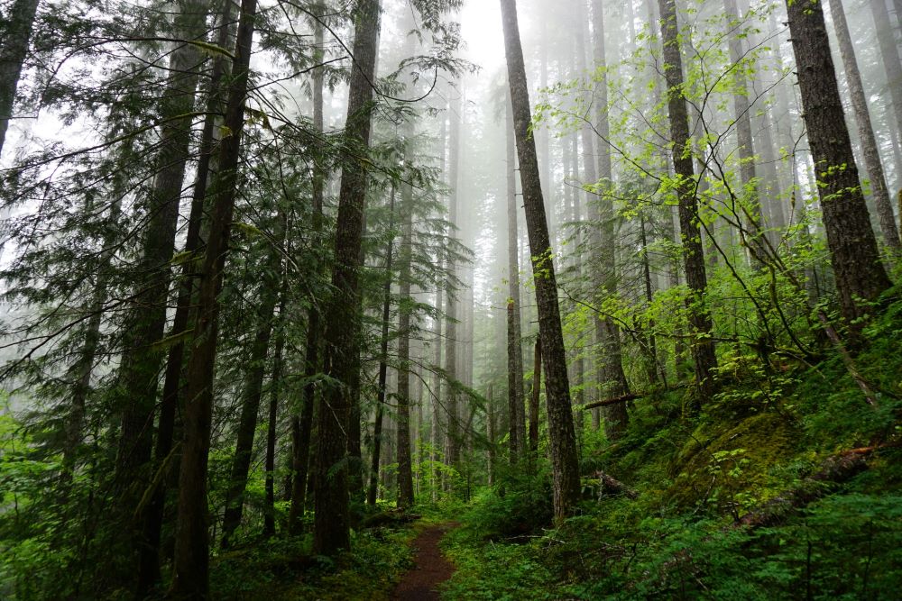 forest in washington maintained with natural organic reduction compost