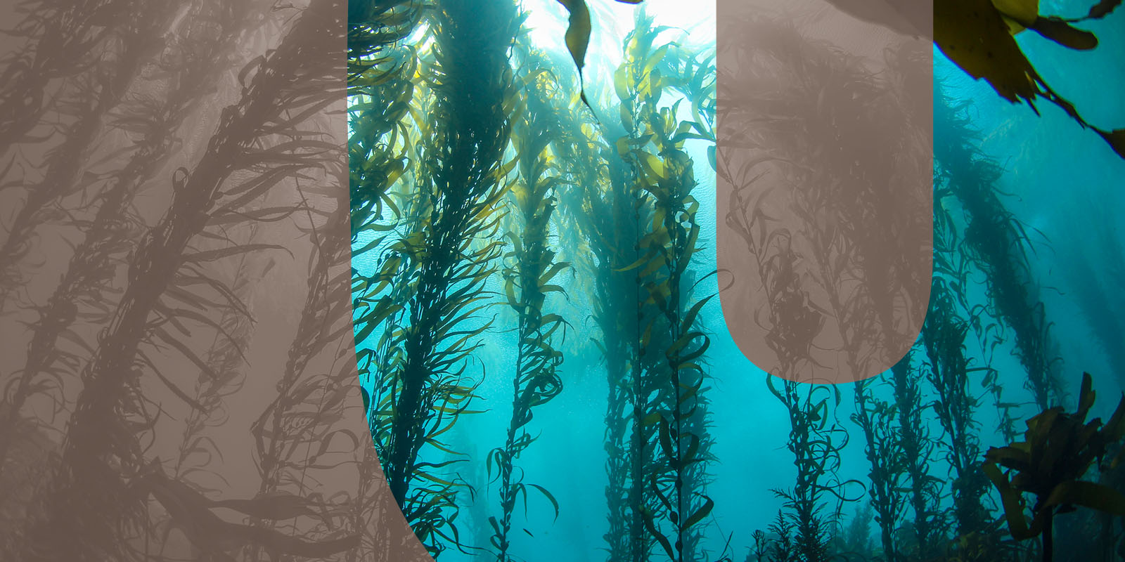 underwater kelp forest