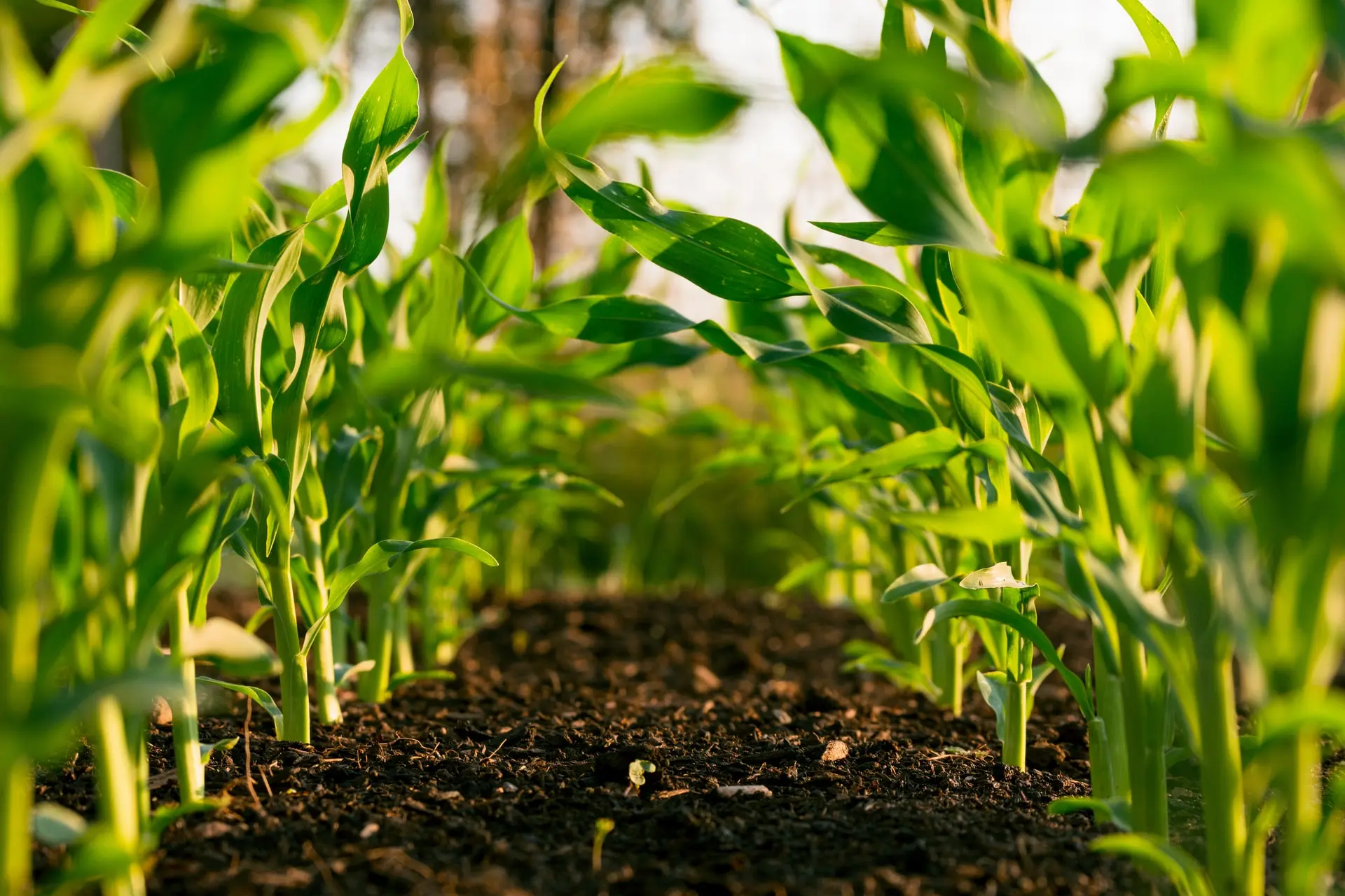 3 Exciting Farming Methods for a Sustainable Future - Environment Co