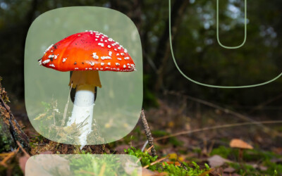 How to Identify Poisonous Mushrooms - Environment Co